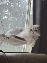 Lost Female Cat last seen Risdon Middle School, Newcastle, WA 98056