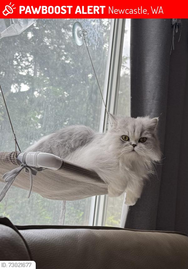 Lost Female Cat last seen Risdon Middle School, Newcastle, WA 98056