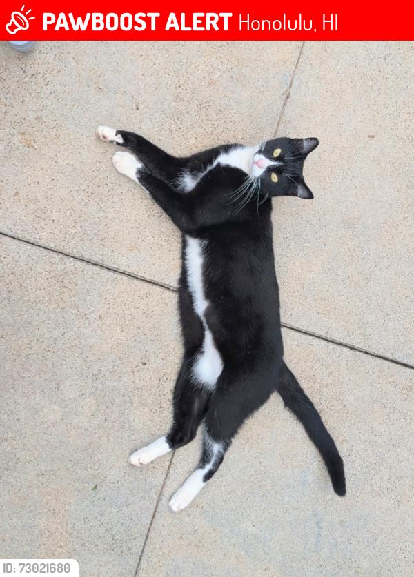 Lost Female Cat last seen Near Brokaw st , Honolulu, HI 96815