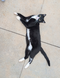 Lost Female Cat last seen Near Brokaw st , Honolulu, HI 96815