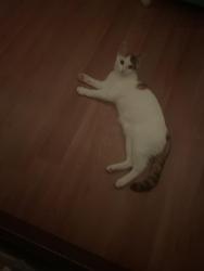 Lost Female Cat last seen Near brinckerhoff ave , Utica, NY 13501