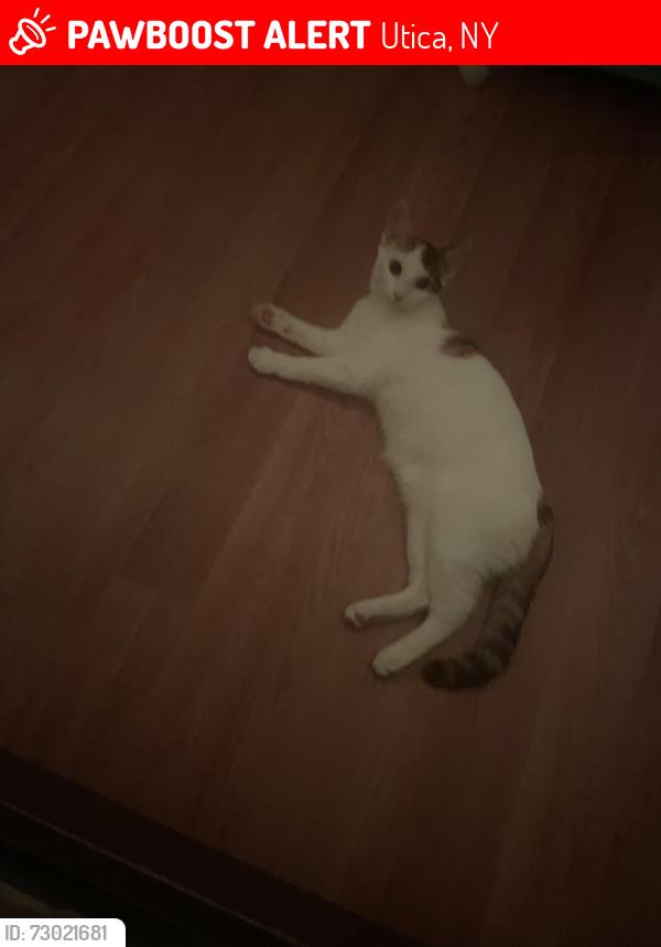 Lost Female Cat last seen Near brinckerhoff ave , Utica, NY 13501