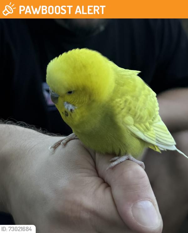 Found/Stray Unknown Bird last seen Seven Sisters Road, Greater London, England N7 6FR
