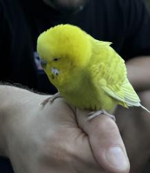 Found/Stray Unknown Bird last seen Seven Sisters Road, Greater London, England N7 6FR