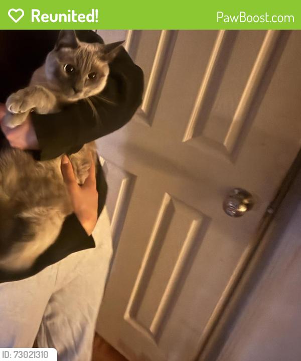 Reunited Female Cat last seen Garnet & concord st, Los Angeles, CA 90023