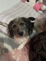 Lost Female Dog last seen R. Job de Almeida, 101 - Cidade Industrial de Curitiba, Cidade Industrial de Curitiba, PR 81020-490