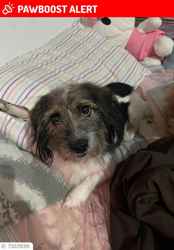 Lost Female Dog last seen R. Job de Almeida, 101 - Cidade Industrial de Curitiba, Cidade Industrial de Curitiba, PR 81020-490