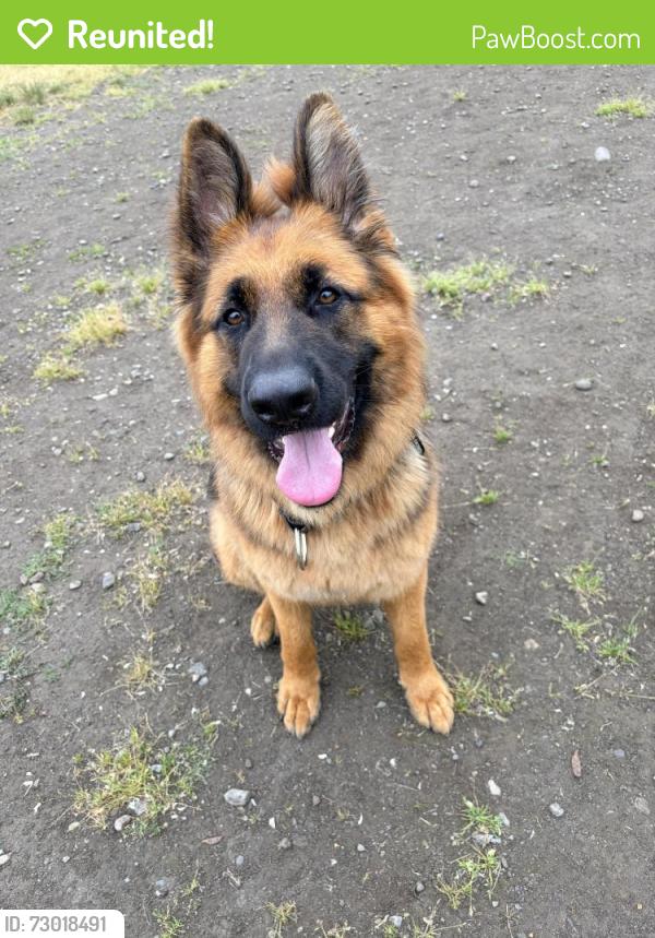 Reunited Male Dog last seen 12th st and steven’s, Tacoma, WA 98409