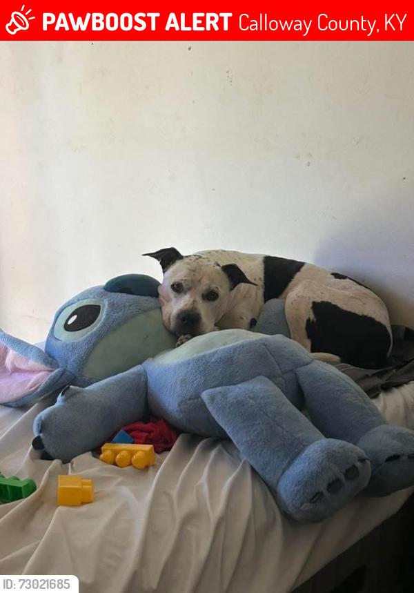 Lost Male Dog last seen White beach Murray ky, Calloway County, KY 42071