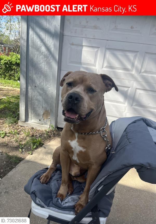 Lost Male Dog last seen 15th & Haskell ave, Kansas City, KS 66104