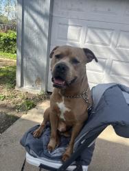 Lost Male Dog last seen 15th & Haskell ave, Kansas City, KS 66104