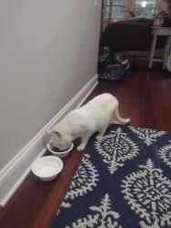 Reunited Male Cat last seen Harwich Court and Detroit Rd in Rocky River , Rocky River, OH 44116