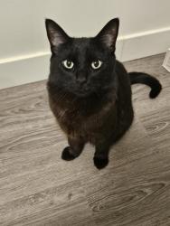 Lost Female Cat last seen St. Helena Junior High School, Thorncliffe area, Calgary, AB T2K