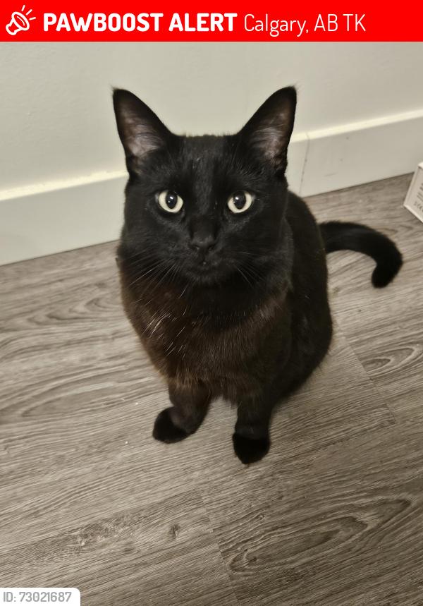 Lost Female Cat last seen St. Helena Junior High School, Thorncliffe area, Calgary, AB T2K