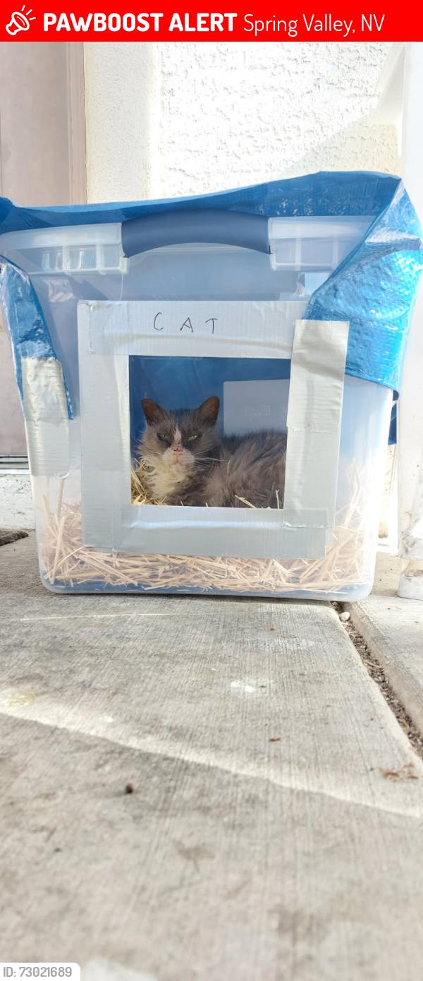 Lost Female Cat last seen Durango Drive, Spring Valley, NV 89148