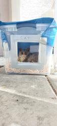 Lost Female Cat last seen Durango Drive, Spring Valley, NV 89148