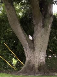 Found/Stray Unknown Cat last seen Joy and Merriman , Livonia, MI 48150