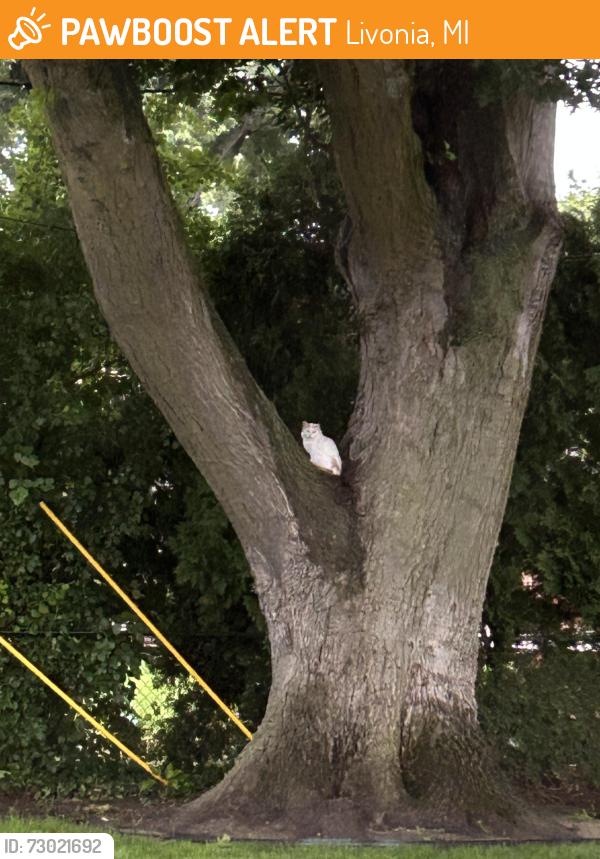 Found/Stray Unknown Cat last seen Joy and Merriman , Livonia, MI 48150