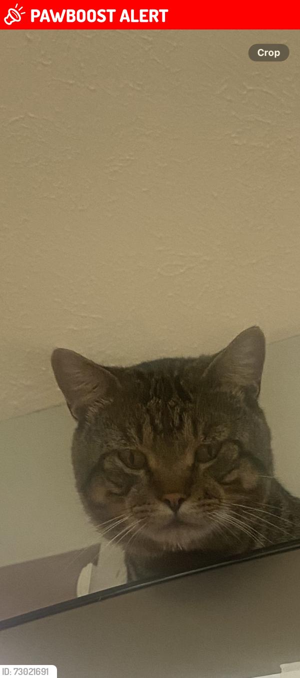 Lost Male Cat last seen Krupke and Free Church area, Manchester Township, IL 61011