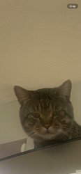 Lost Male Cat last seen Krupke and Free Church area, Manchester Township, IL 61011