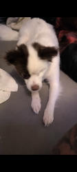 Lost Female Dog last seen Wayalong dr. and Bairnsdale way , Rosemont, CA 95826