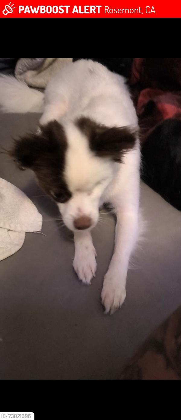 Lost Female Dog last seen Wayalong dr. and Bairnsdale way , Rosemont, CA 95826
