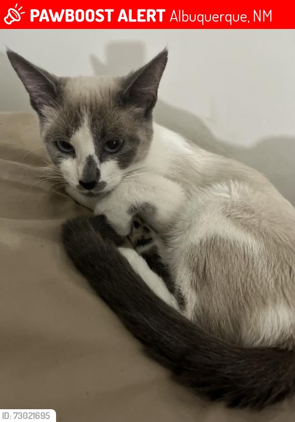 Lost Female Cat last seen VIA apmts Montgomery, Albuquerque, NM 87110