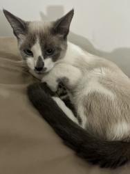 Lost Female Cat last seen VIA apmts Montgomery, Albuquerque, NM 87110