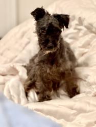 Found/Stray Male Dog last seen Riverside High School, Lansdowne, VA 20176