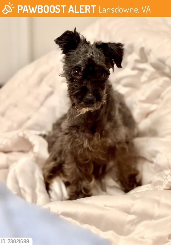 Found/Stray Male Dog last seen Riverside High School, Lansdowne, VA 20176