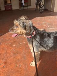 Lost Male Dog last seen Near Palm Ave, Hialeah, FL 33013, Hialeah, FL 33012