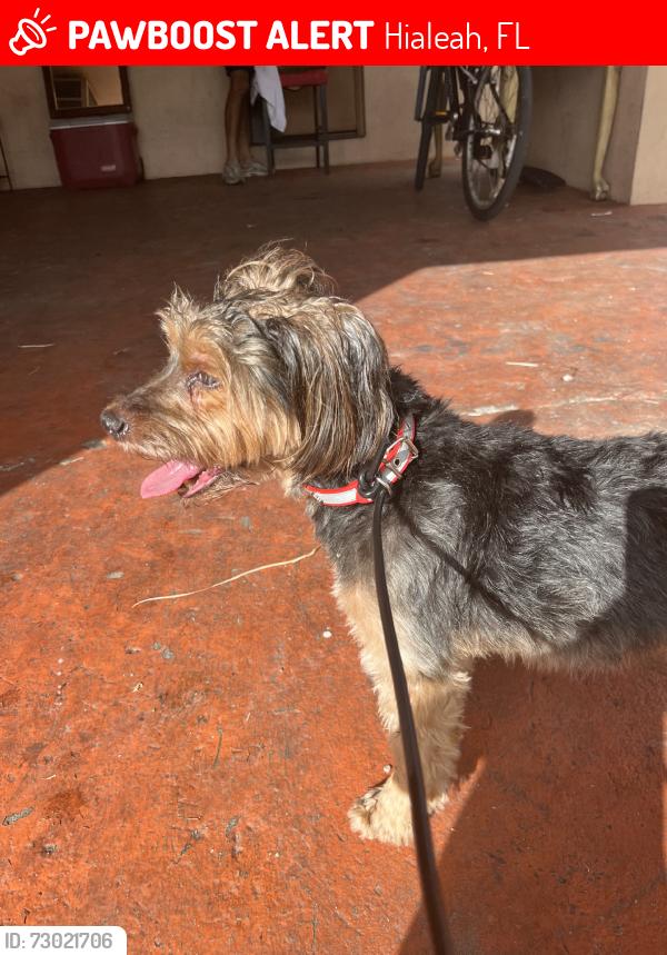 Lost Male Dog last seen Near Palm Ave, Hialeah, FL 33013, Hialeah, FL 33012