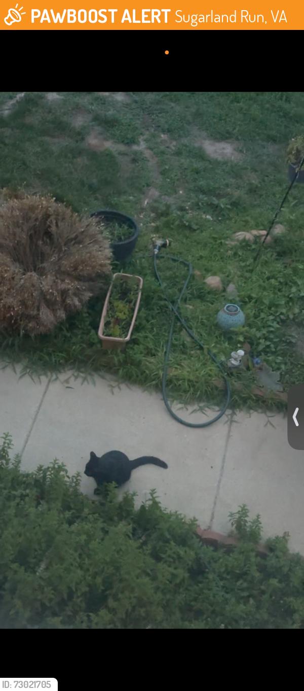 Found/Stray Unknown Cat last seen By kohls, Sugarland Run, VA 20164