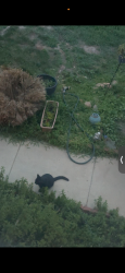 Found/Stray Unknown Cat last seen By kohls, Sugarland Run, VA 20164
