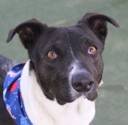 Shelter Stray Male Dog last seen Near BLOCK E LAKE MEAD BLVD, LAS VEGAS NV 89156, 655 N Mojave Rd, Las Vegas, NV 89101, USA