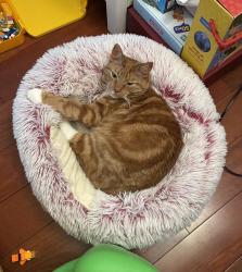 Lost Male Cat last seen Cranbrook & Paxon Ave, Hamilton Township, NJ 08690