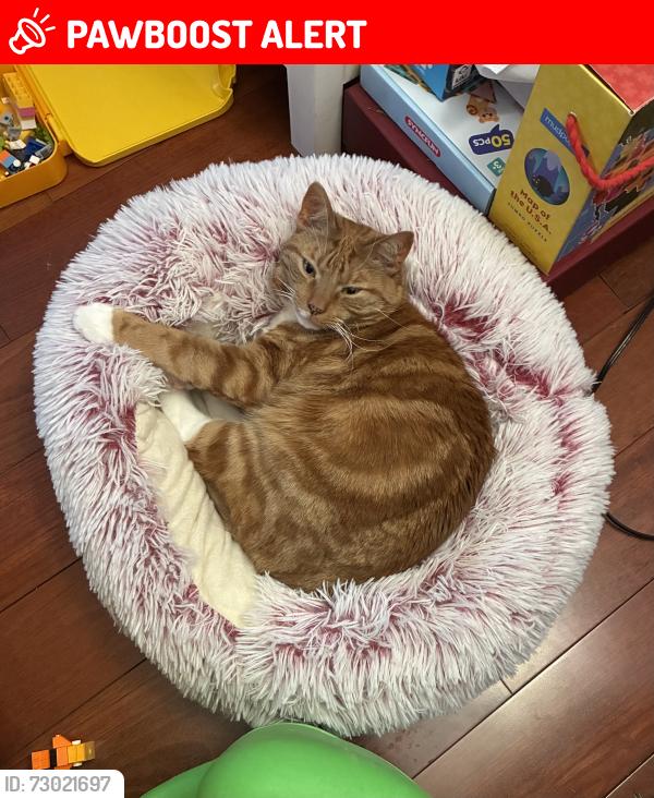 Lost Male Cat last seen Cranbrook & Paxon Ave, Hamilton Township, NJ 08690