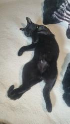 Lost Male Cat last seen Wa33pn, Golborne, England WA3 3PN