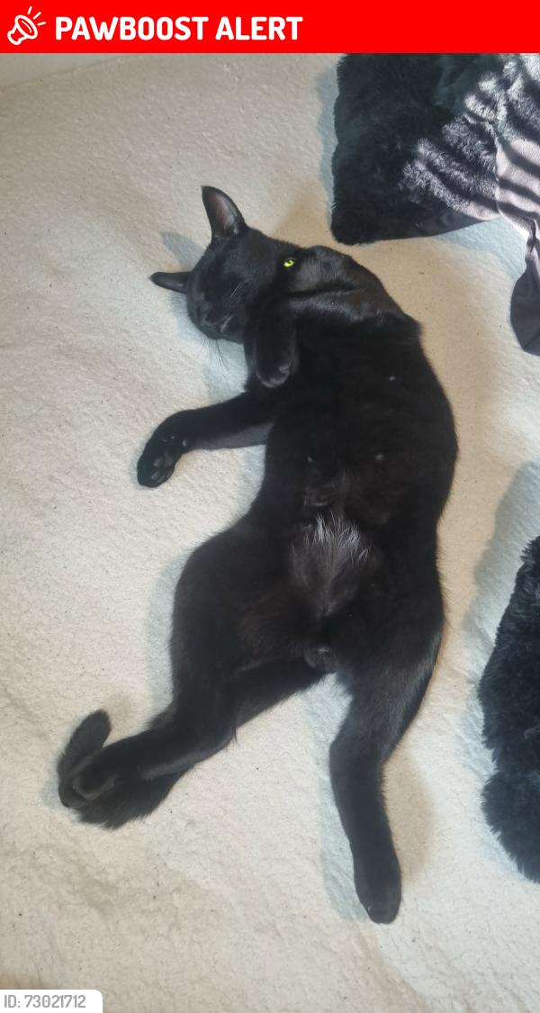 Lost Male Cat last seen Wa33pn, Golborne, England WA3 3PN