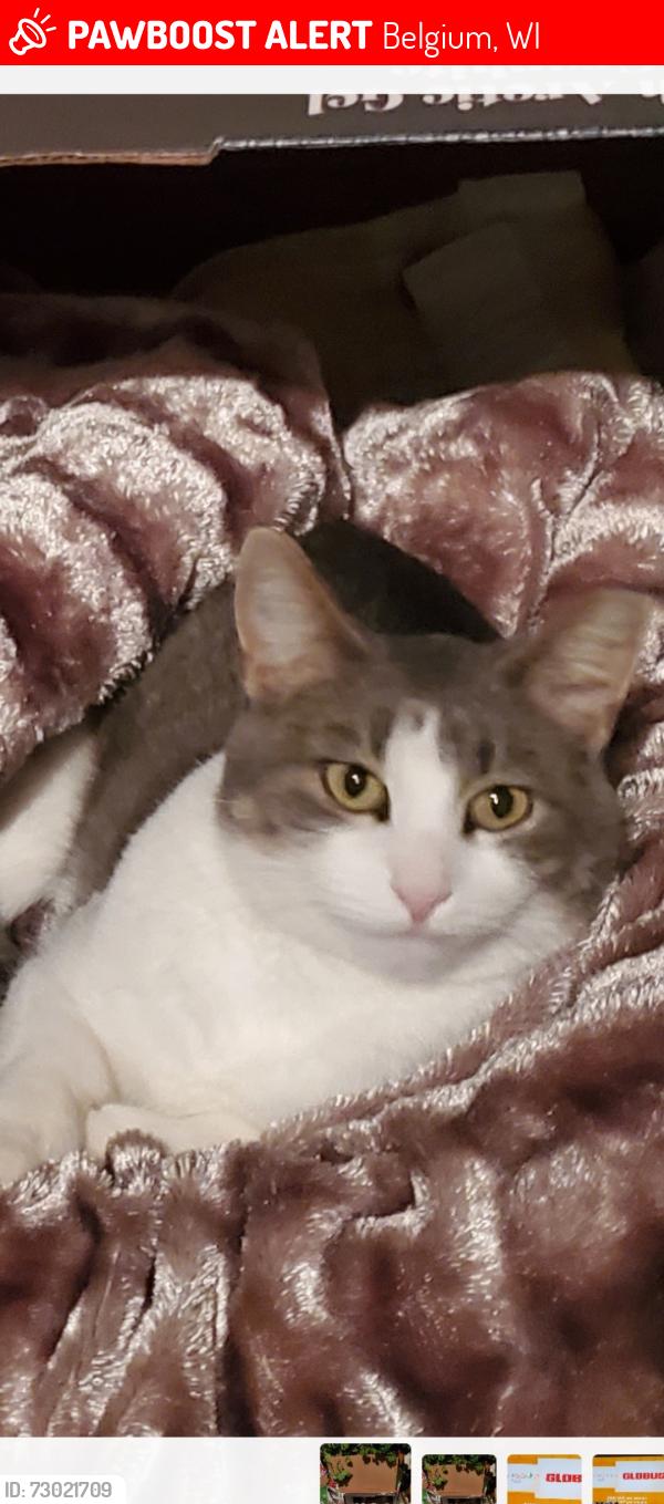 Lost Female Cat last seen Michael and first st Belgium wi, Belgium, WI 53004
