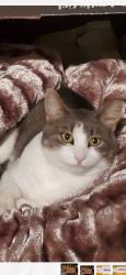 Lost Female Cat last seen Michael and first st Belgium wi, Belgium, WI 53004