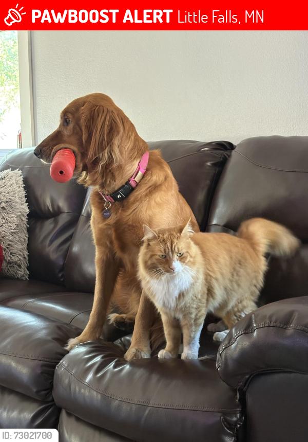 Lost Male Cat last seen Casey’s gas station and fishing museum, Little Falls, MN 56345