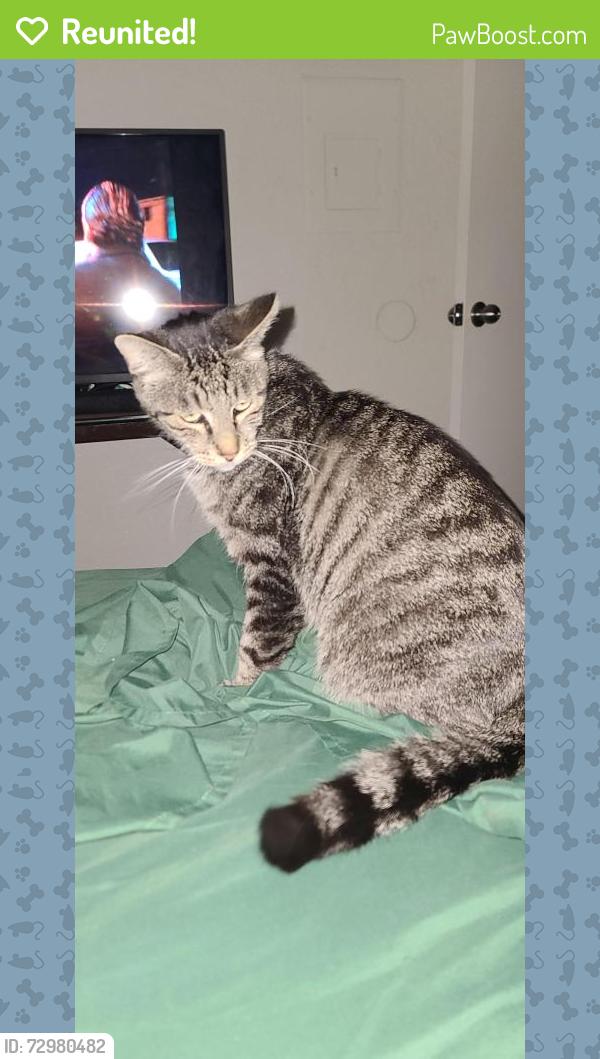 Reunited Male Cat last seen Marks & Alamos, Fresno, CA 93705
