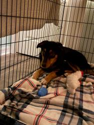 Reunited Male Dog last seen Church at South Lake , Clermont, FL 34711