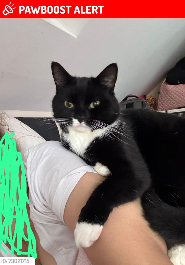 Lost Male Cat last seen Furlong close, Hackbridge corner, Wallington, England SM6
