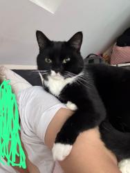 Lost Male Cat last seen Furlong close, Hackbridge corner, Wallington, England SM6