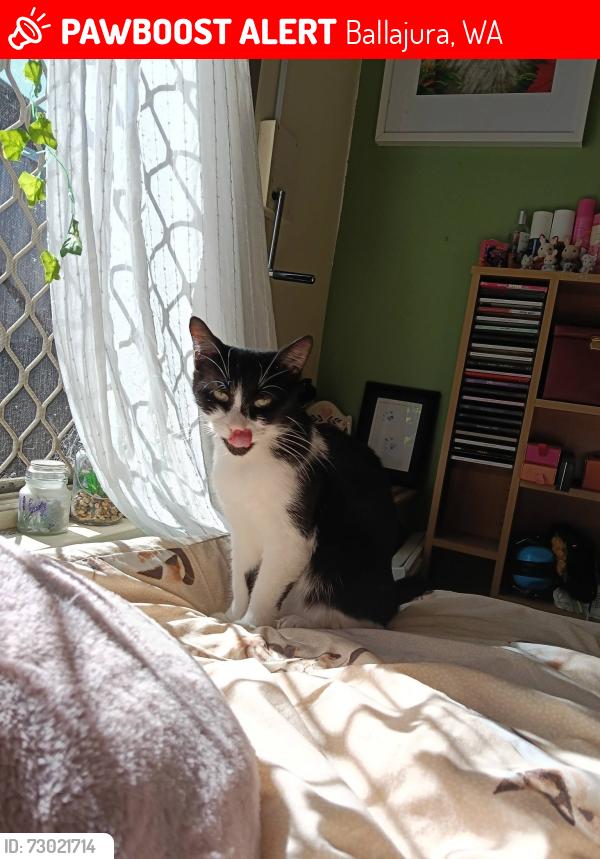 Lost Female Cat last seen Yorkshire, Ballajura, WA 6066