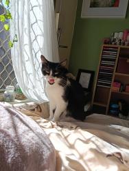 Lost Female Cat last seen Yorkshire, Ballajura, WA 6066