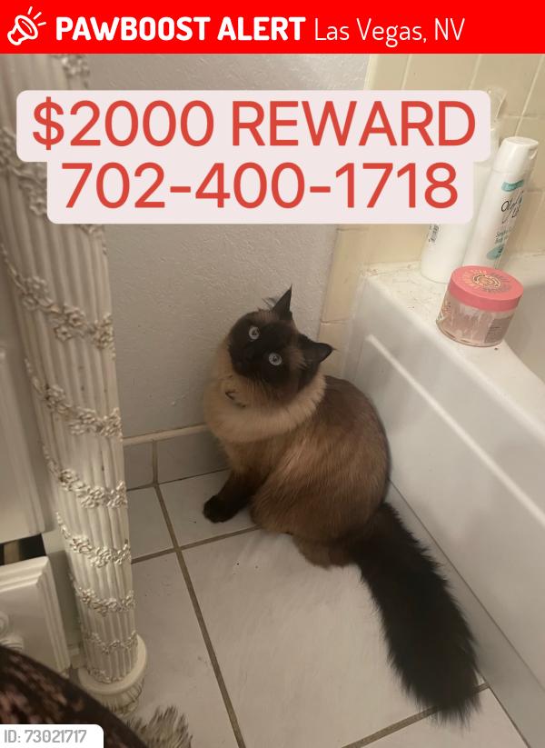 Lost Female Cat last seen Rainbow and Endora, Las Vegas, NV 89147