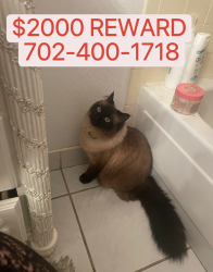 Lost Female Cat last seen Rainbow and Endora, Las Vegas, NV 89147